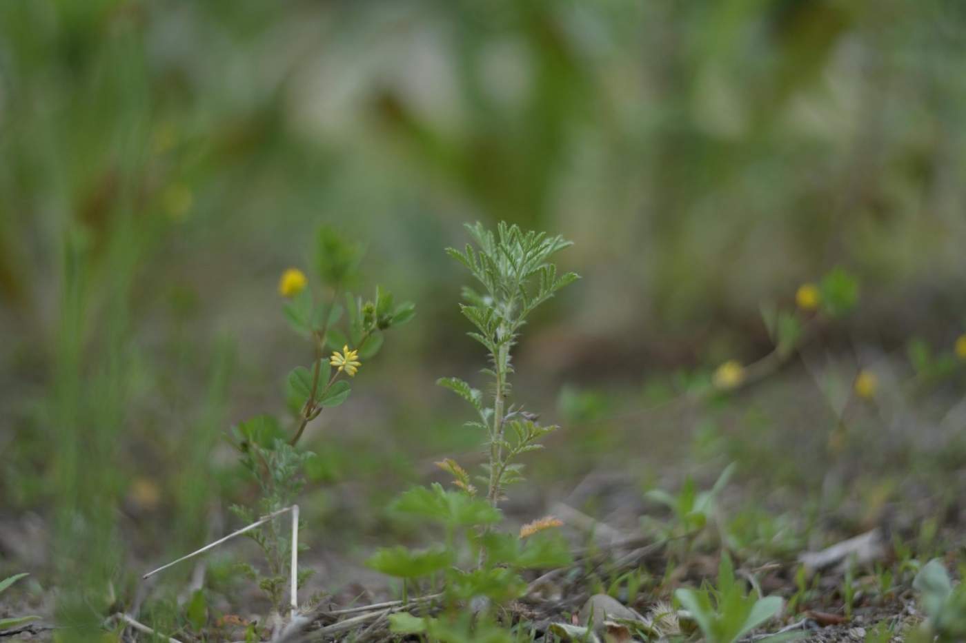 Kleiner Klee/Zweifelhafter Klee, Trifolium dubium